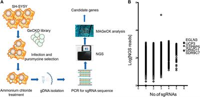 Genome-Wide Knockout Screen Identifies EGLN3 Involving in Ammonia Neurotoxicity